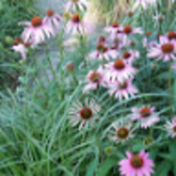 Meet your Posher, Cristiana giorgia - Picture 1 of 1